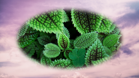 Masked leaves over clouds
